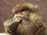 Barbary Macaque (<em>Macaca sylvanus</em>), Ouarzazate Zoo, Ouarzazate, MOROCCO